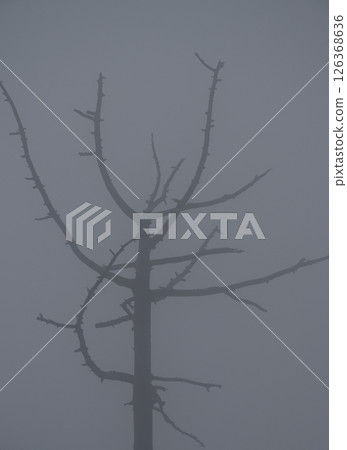 Dead Canary Island pine in the fog. 126368636