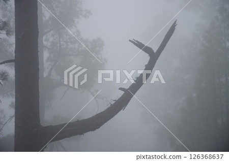 Branch of Canary Island pine. 126368637