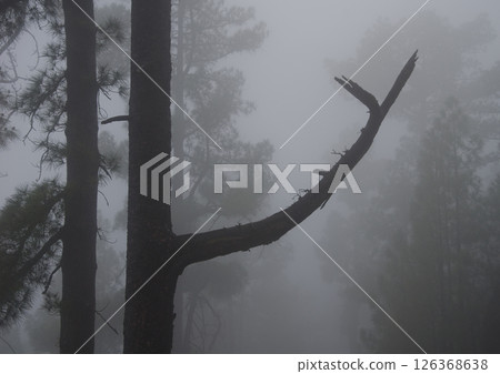 Forest of Canary Island pine in the fog. 126368638
