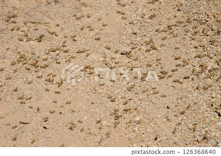 Hopper band of Moroccan locust. 126368640