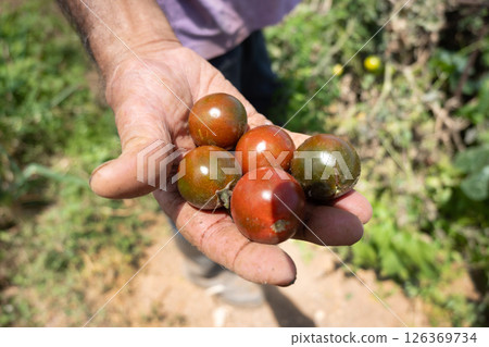 Hand holding ripe cherry tomatoes on the vine in an organic garden 126369734