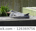 A grey heron crouching and resting its wings in a pond 126369756