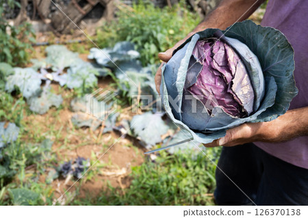 Farmer holding a freshly harvested red cabbage in the garden Farmer holding a freshly harvested red cabbage in the garden 126370138
