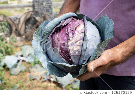 Farmer holding a freshly harvested red cabbage in the garden 126370139