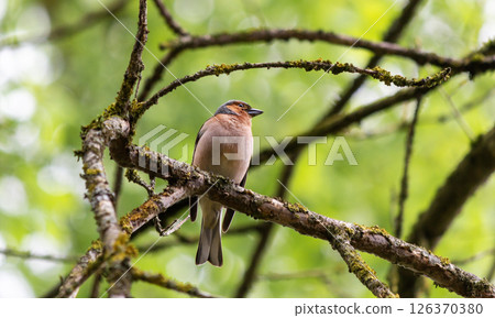 The common finch or simply the finch Fringilla coelebs is a common The common finch or simply the finch Fringilla coelebs is a common 126370380