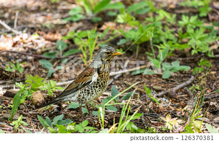 Bird blackbird on the ground in the forest close-up 126370381