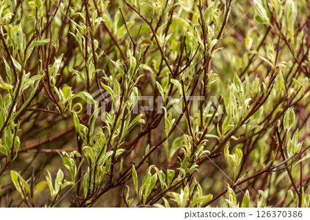 A hedge of cornus alba turf bushes with bicolored leaves and red branches in the park. Summer view. A hedge of cornus alba turf bushes with bicolored leaves and red branches in the park. Summer view. 126370386