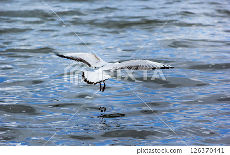 A seagull gracefully soars over the calm waters of the lake, creating ripples on the water 126370441