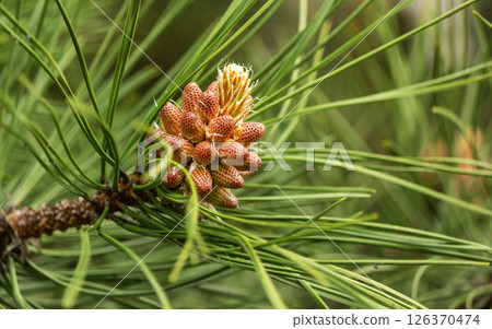 The photo shows male pine cones, which are another inflorescence that forms in spring on coniferous The photo shows male pine cones, which are another inflorescence that forms in spring on coniferous 126370474