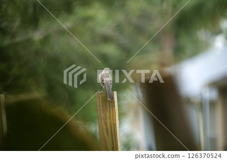 A Northern mockingbird bird perched on a fence pole A Northern mockingbird bird perched on a fence pole 126370524