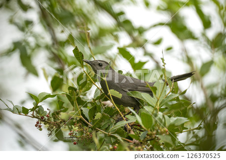 A Gray Catbird bird perched on a tree branch in summer Florida shrubs A Gray Catbird bird perched on a tree branch in summer Florida shrubs 126370525