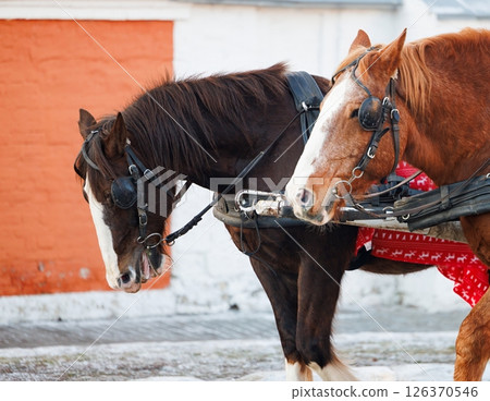 Majestic horses adorned with colorful blankets gracefully prepare for a winter carriage ride through the snowy streets 126370546