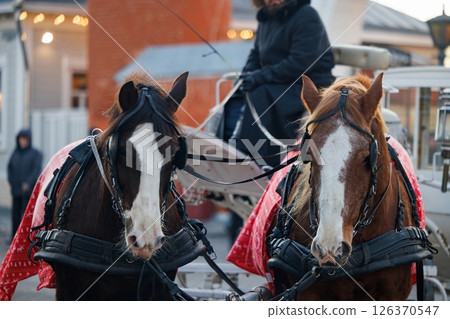 Carriage ride through the streets at dusk with majestic horses adorned in festive blankets 126370547