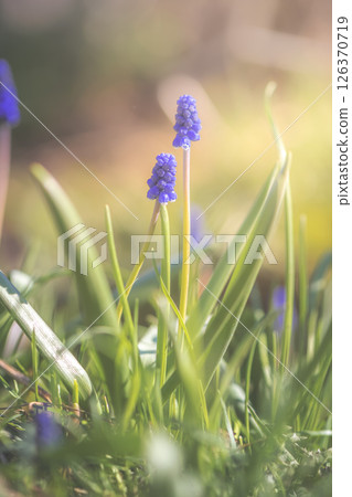 Blooming purple grape hyacinths, muscari fill a garden, basking in the warm spring sunlight and creating a vibrant, cheerful atmosphere that celebrates the beauty of nature Blooming purple grape hyacinths, muscari fill a garden, basking in the warm spring sunlight and creating a vibrant, cheerful atmosphere that celebrates the beauty of nature 126370719