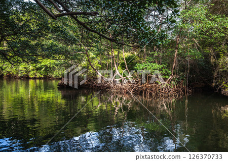 Lush mangrove trees surround a serene sea waters Lush mangrove trees surround a serene sea waters 126370733