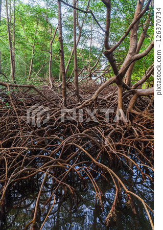 A scenic view of a tropical mangrove forest. Dominican Republic 126370734