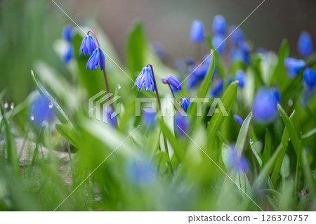 Blooming in a spring meadow, beautiful blue siberian squill flowers create a vibrant and colorful scene, showcasing the delicate beauty of nature and the essence of renewal Blooming in a spring meadow, beautiful blue siberian squill flowers create a vibrant and colorful scene, showcasing the delicate beauty of nature and the essence of renewal 126370757