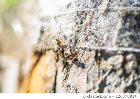 A close-up of ants carrying aphids unable to get past sticky tape wrapped around a tree trunk illustrates a natural method of pest control in the garden 126370814