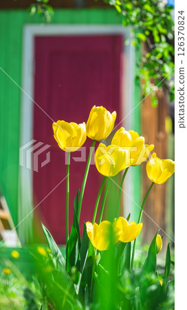 Blooming yellow tulips in a vibrant spring garden enhance the cheerful atmosphere, complemented by a colorful house in the background Blooming yellow tulips in a vibrant spring garden enhance the cheerful atmosphere, complemented by a colorful house in the background 126370824