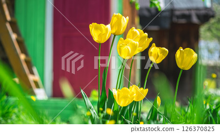 Blooming yellow tulips in a vibrant spring garden enhance the cheerful atmosphere, complemented by a colorful house in the background Blooming yellow tulips in a vibrant spring garden enhance the cheerful atmosphere, complemented by a colorful house in the background 126370825