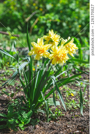 Yellow narcissus flowers are growing among green leaves in fertile garden soil during a warm spring season, creating a vibrant and colorful scene Yellow narcissus flowers are growing among green leaves in fertile garden soil during a warm spring season, creating a vibrant and colorful scene 126370827