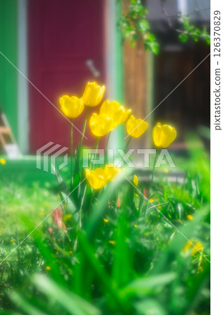 Yellow tulips are blooming in a garden, creating a vibrant display of color against a softly blurred background featuring a green wall and a burgundy door, soft photo effect 126370829