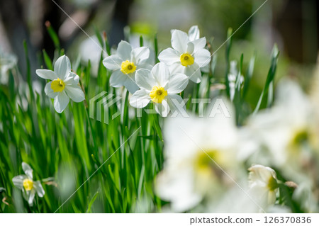 Beautiful white narcissus are blooming in a vibrant spring garden, creating a picturesque scene of colorful blossoms and lush green foliage Beautiful white narcissus are blooming in a vibrant spring garden, creating a picturesque scene of colorful blossoms and lush green foliage 126370836