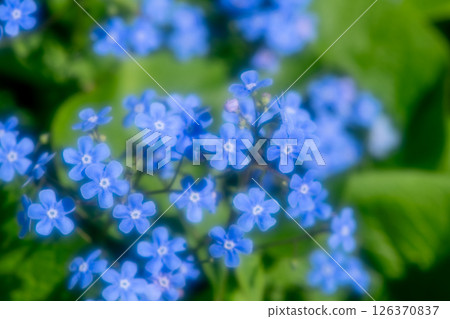 Soft focus close-up of delicate blue forget-me-not flowers blooming in a lush green spring garden, creating a serene and beautiful natural scene 126370837