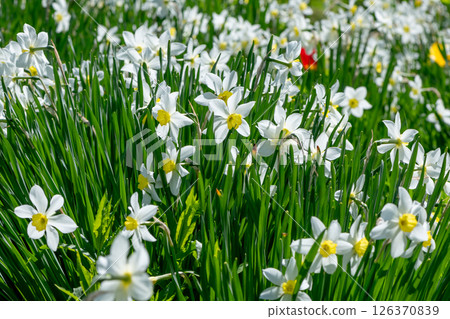 Beautiful white narcissus are blooming in a vibrant spring garden, creating a picturesque scene of colorful blossoms and lush green foliage 126370839