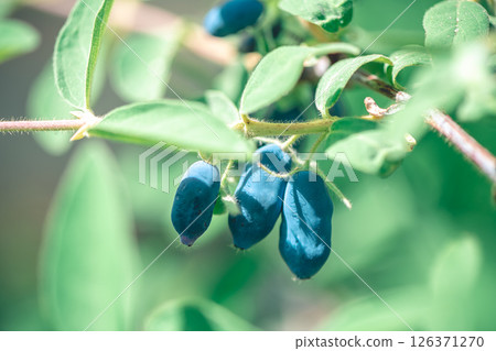 Ripe sweet blue honeysuckle berries or Lonicera caerulea or Haskap on the bush in spring garden Ripe sweet blue honeysuckle berries or Lonicera caerulea or Haskap on the bush in spring garden 126371270