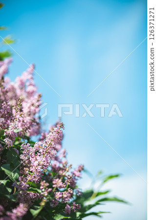 Pink lilac bushes against blue sky Pink lilac bushes against blue sky 126371271