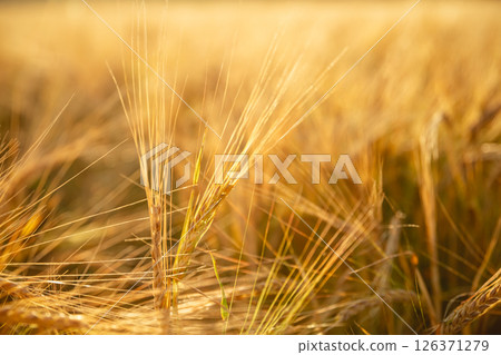 Beautiful bright yellow orange wheat in a wheat field. Photo, wallpaper Beautiful bright yellow orange wheat in a wheat field. Photo, wallpaper 126371279