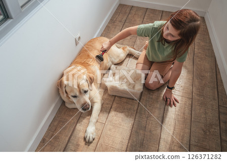girl combing the hair of her labrador dog. Problem spring molt pet. girl combing the hair of her labrador dog. Problem spring molt pet. 126371282