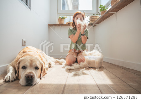 girl combing the hair of her labrador dog. Problem spring molt pet. girl combing the hair of her labrador dog. Problem spring molt pet. 126371283