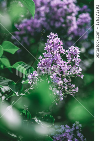 Beautiful lilac lilac blooms in spring, spring, flowering Beautiful lilac lilac blooms in spring, spring, flowering 126371293
