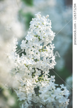 Beautiful white lilac bush blooms in spring, spring, flowering Beautiful white lilac bush blooms in spring, spring, flowering 126371294