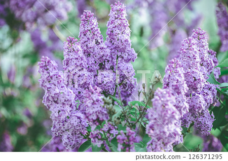 Beautiful lilac lilac blooms in spring, spring, flowering 126371295