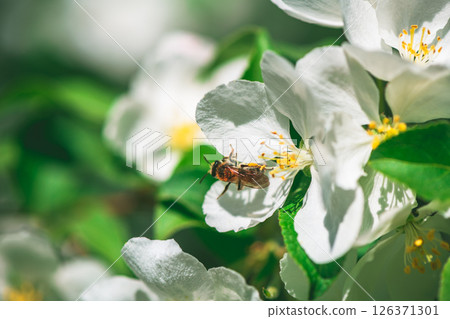Fresh beautiful flowers of the apple tree blooming in the spring Fresh beautiful flowers of the apple tree blooming in the spring 126371301