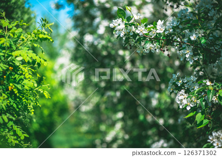 Fresh beautiful flowers of the apple tree blooming in the spring Fresh beautiful flowers of the apple tree blooming in the spring 126371302