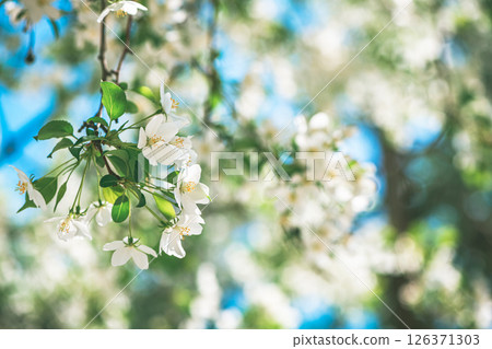 Fresh beautiful flowers of the apple tree blooming in the spring 126371303