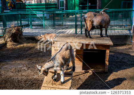 Young and adult goats playing, climbing, and munching on hay in a fenced enclosure with a wooden shelter at the zoo, soaking up the warmth of a sunny day 126371353
