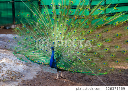Majestic peacock proudly displaying its vibrant feathers in a zoo enclosure, captivating onlookers with a stunning exhibition of nature's intricate artistry and beauty 126371369