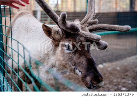 Reindeer with large antlers standing in its enclosure behind a fence, looking down at the ground, possibly searching for food or interacting with its environment 126371379
