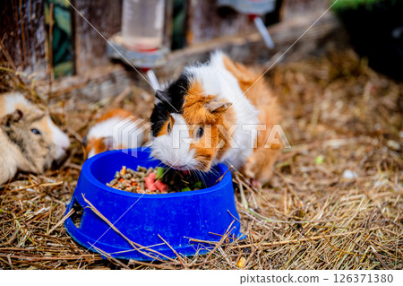 Several guinea pigs huddling together in a cozy cage, munching on fresh lettuce and surrounded by soft hay, create an adorable scene of furry friends enjoying their meal 126371380