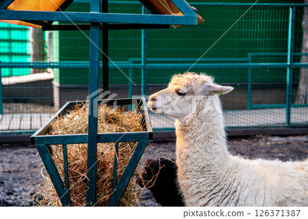Group of alpacas eating hay from manger in barn stall, white, black and brown alpacas feeding on dried grass in outdoor animal enclosure with metal fence and wooden house 126371387