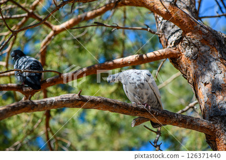 Two pigeons, one gray and the other white with gray spots, perching on a pine tree branch, enjoying the warmth of a summer day in a tranquil park setting 126371440