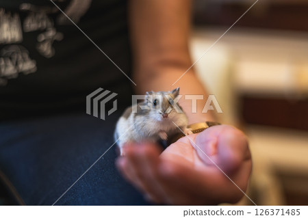 Bright natural light enhances the playful interaction between a child and her adorable pet hamster. Bright natural light enhances the playful interaction between a child and her adorable pet hamster. 126371485