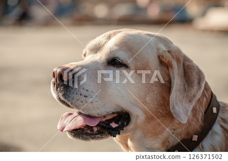Close-up of a golden labrador retriever, panting with its tongue hanging out, enjoying the sunny outdoors and relishing the warmth of a beautiful summer day 126371502