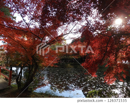映照著紅葉與光輝的水面、小井澤池、大原野神社 映照著紅葉與光輝的水面、小井澤池、大原野神社 126371535
