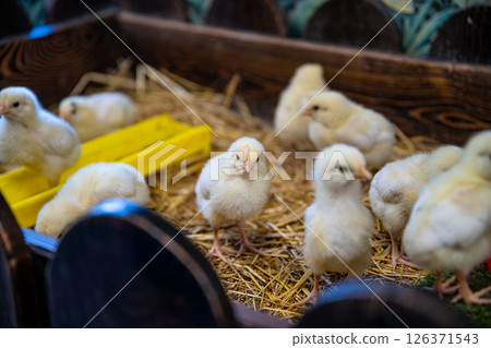 Fluffy, yellow chicks huddling together in a cozy wooden pen filled with soft straw create a heartwarming scene, capturing the charm and innocence of rural farm life Fluffy, yellow chicks huddling together in a cozy wooden pen filled with soft straw create a heartwarming scene, capturing the charm and innocence of rural farm life 126371543